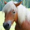 Haflinger Horse Diamond Paintings