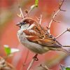 House Sparrow On A Branch Diamond Painting