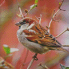 House Sparrow On A Branch Diamond Painting