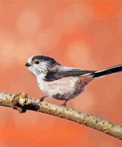 Long Tailed Tit Bird On A Branch Diamond Painting