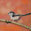 Long Tailed Tit Bird On A Branch Diamond Painting