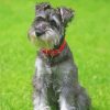 Miniature Schnauzer Diamond Painting