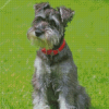 Miniature Schnauzer Diamond Painting