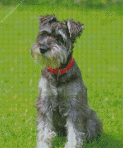 Miniature Schnauzer Diamond Painting