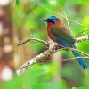 Motmot Bird Animal Diamond Painting