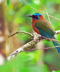 Motmot Bird Animal Diamond Painting