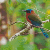 Motmot Bird Animal Diamond Painting