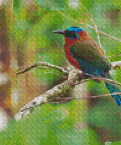 Motmot Bird Animal Diamond Painting