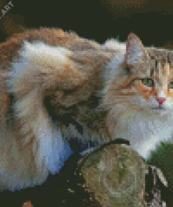 Norwegian Forest Cat Diamond Paintings