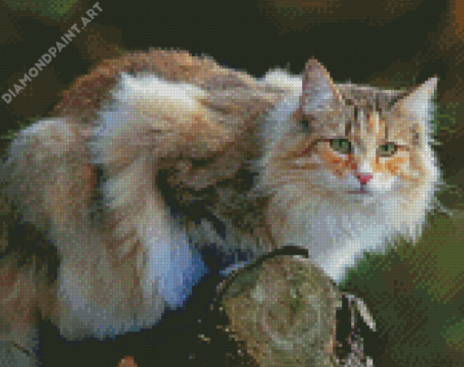 Norwegian Forest Cat Diamond Paintings