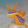 Nudibranch Sea Slug Diamond Paintings