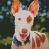 Podenco Dog Face Diamond Painting