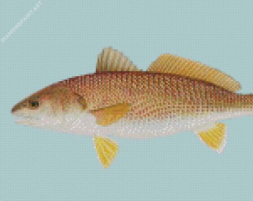 Red Drum Fish Diamond Painting