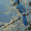 The Blue Jay In Winter Diamond Painting