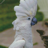 White Umbrella Cockatoo Bird Diamond Painting