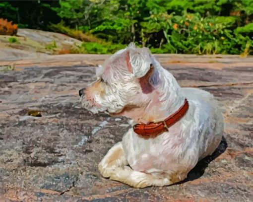 White Shorkie Dog Diamond Paintings