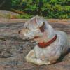 White Shorkie Dog Diamond Paintings