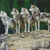 Wolf Pack Animals On Rock Diamond Painting