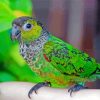 Adorable Black Capped Conure Diamond Painting