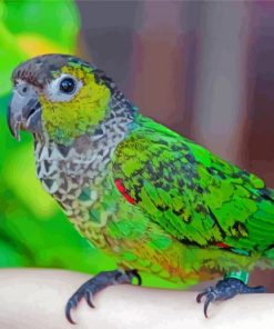 Adorable Black Capped Conure Diamond Painting