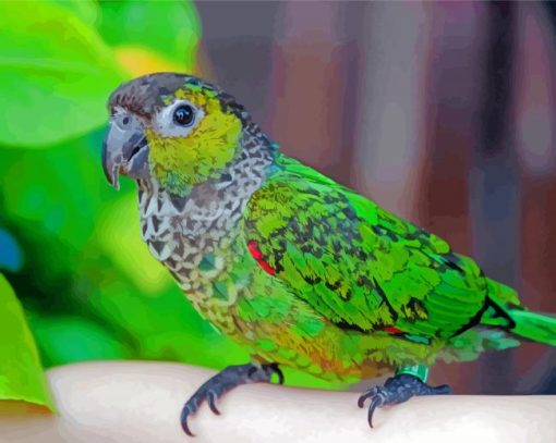 Adorable Black Capped Conure Diamond Painting