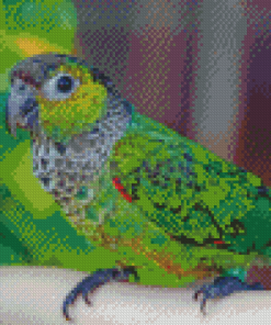 Adorable Black Capped Conure Diamond Painting