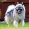 Aesthetic Keeshond Diamond Painting