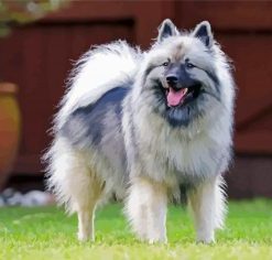 Aesthetic Keeshond Diamond Painting