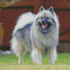 Aesthetic Keeshond Diamond Painting