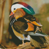 Aesthetic Mandarin Duck Diamond Painting