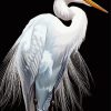 Aesthetic White Egret Bird Diamond Paintings