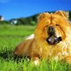 Aesthetic Chow Chow Diamond Painting