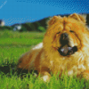 Aesthetic Chow Chow Diamond Painting