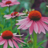 Aesthetic Echinacea Flowers Diamond Painting