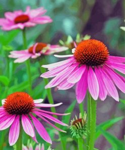 Aesthetic Echinacea Flowers Diamond Painting