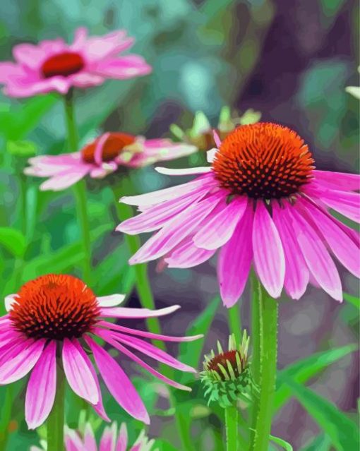 Aesthetic Echinacea Flowers Diamond Painting