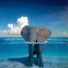 African Elephant In Water Diamond Painting