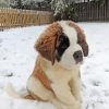 Baby St Bernard In Snow Diamond Painting