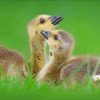 Beautiful Canada Geese Goslings Diamond Painting