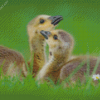 Beautiful Canada Geese Goslings Diamond Painting