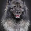 Black And Grey keeshond Diamond Painting