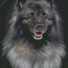 Black And Grey keeshond Diamond Painting