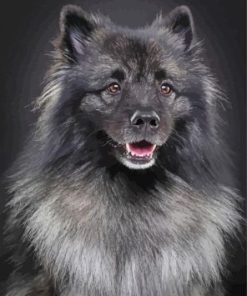 Black And Grey keeshond Diamond Painting