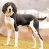 Black And White Treeing Walker Diamond Painting