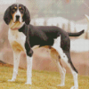 Black And White Treeing Walker Diamond Painting