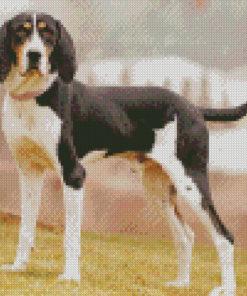 Black And White Treeing Walker Diamond Painting