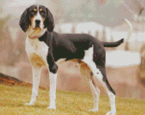 Black And White Treeing Walker Diamond Painting