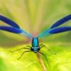 Blue Damsel Fly Diamond Painting