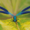 Blue Damsel Fly Diamond Painting