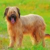 Briard Dog Animal Diamond Paintings